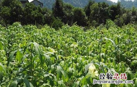 金花葵的栽培技术 金花葵的田间管理