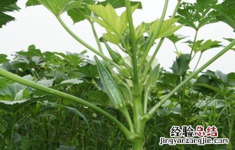 金花葵的栽培技术 金花葵的田间管理