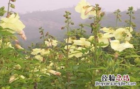 金花葵的栽培技术 金花葵的田间管理