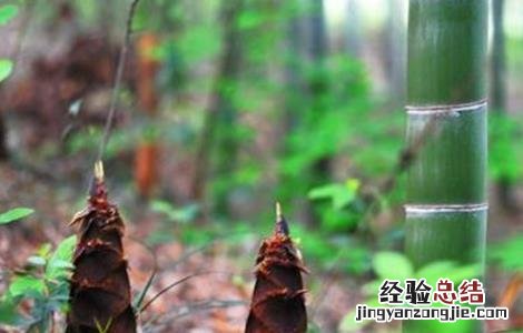 种植竹笋有什么要求吗 竹笋的种植注意要点