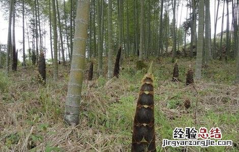 种植竹笋有什么要求吗 竹笋的种植注意要点