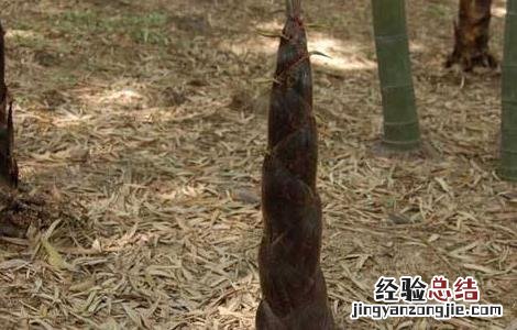 种植竹笋有什么要求吗 竹笋的种植注意要点