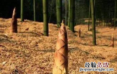 种植竹笋有什么要求吗 竹笋的种植注意要点