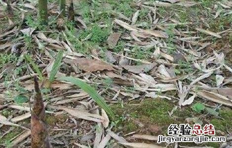 种植竹笋有什么要求吗 竹笋的种植注意要点