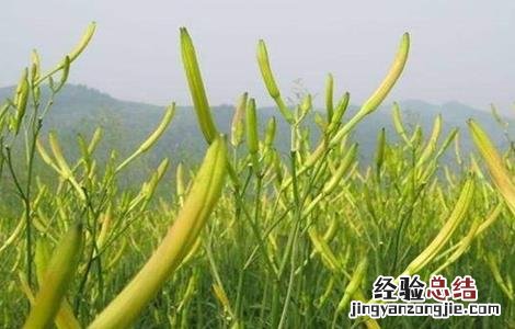 黄花菜的繁殖技术与管理 黄花菜的繁殖技术