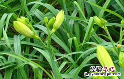黄花菜的繁殖技术与管理 黄花菜的繁殖技术