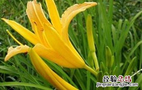 黄花菜的繁殖技术与管理 黄花菜的繁殖技术