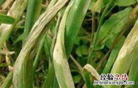 韭菜枯叶该怎么防治 韭菜叶枯病