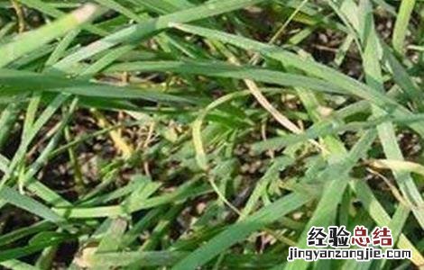 韭菜枯叶该怎么防治 韭菜叶枯病