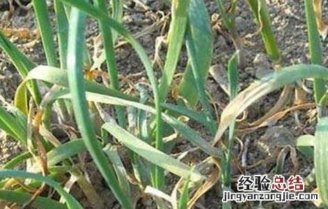 韭菜枯叶该怎么防治 韭菜叶枯病