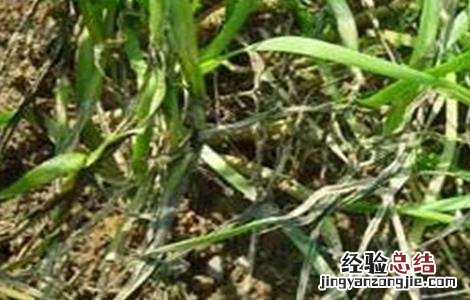 韭菜枯叶该怎么防治 韭菜叶枯病