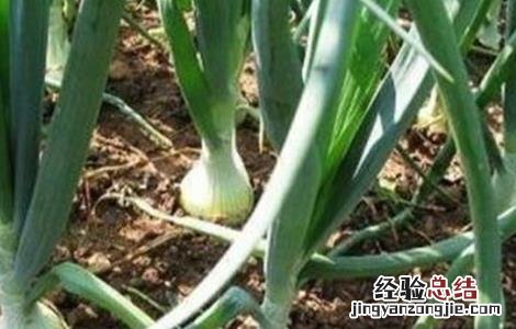 洋葱畸形的原因及防治方法 洋葱得病怎么办?