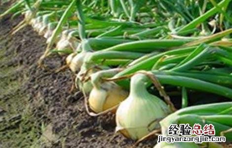 洋葱畸形的原因及防治方法 洋葱得病怎么办?