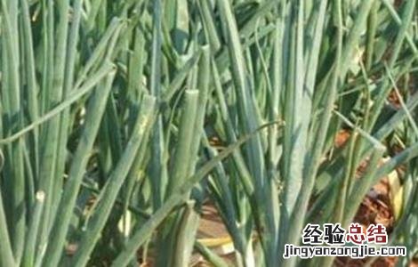 洋葱畸形的原因及防治方法 洋葱得病怎么办?