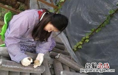 香菇有哪些接种方法 香菇有哪些接种方法呢