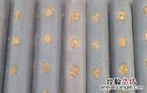 香菇有哪些接种方法 香菇有哪些接种方法呢