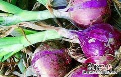 洋葱黄化干枯的原因及防治方法 洋葱黄叶枯萎怎么办