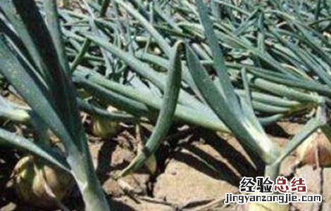 洋葱黄化干枯的原因及防治方法 洋葱黄叶枯萎怎么办