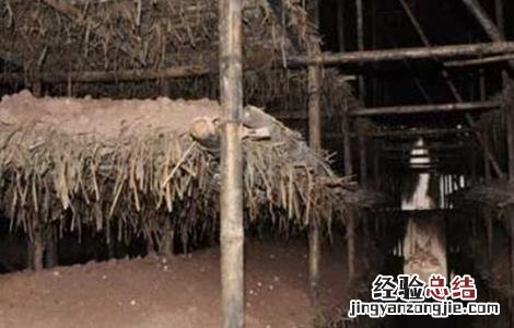 草菇生长异常的原因及预防措施 草菇生长过程中温差超过5度菇蕾就容易死亡