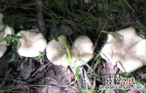 草菇生长异常的原因及预防措施 草菇生长过程中温差超过5度菇蕾就容易死亡
