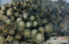 草菇生长异常的原因及预防措施 草菇生长过程中温差超过5度菇蕾就容易死亡