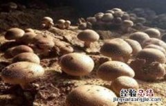 草菇的病虫害防治技术 草菇的病虫害防治技术视频