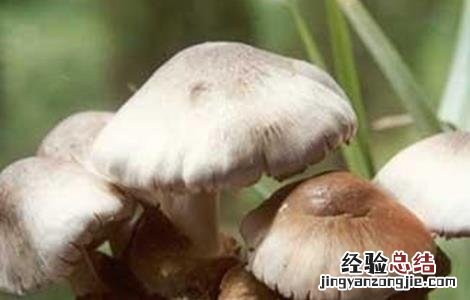 草菇的病虫害防治技术 草菇的病虫害防治技术视频