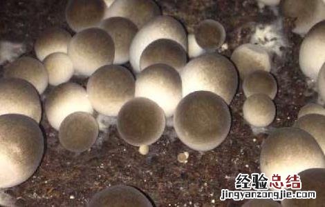 草菇的病虫害防治技术 草菇的病虫害防治技术视频