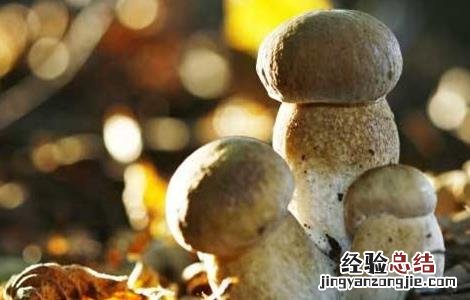 草菇的病虫害防治技术 草菇的病虫害防治技术视频
