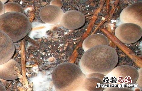 草菇的病虫害防治技术 草菇的病虫害防治技术视频