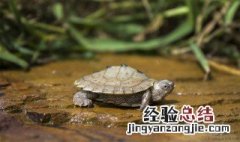 乌龟几天喂一次食物 乌龟几天喂一次食物喂多少