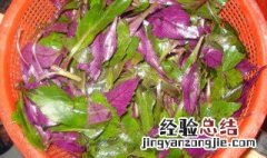 紫贝菜的做法与功效 紫贝菜的做法与功效视频