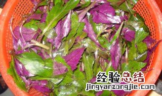 紫贝菜的做法与功效 紫贝菜的做法与功效视频