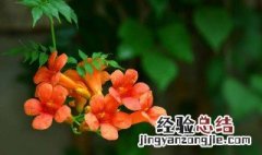 凌霄花在家里养好吗 凌霄花养在家里吉利吗