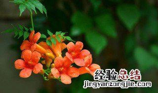 凌霄花在家里养好吗 凌霄花养在家里吉利吗