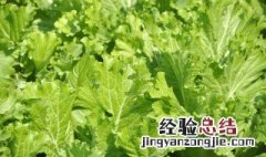 芥菜是什么样子的图片 芥菜是什么