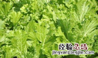 芥菜是什么样子的图片 芥菜是什么