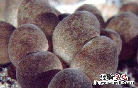 草菇死菇的原因有哪些 草菇死菇的原因