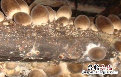 草菇死菇的原因有哪些 草菇死菇的原因