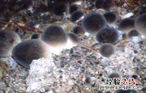 草菇死菇的原因有哪些 草菇死菇的原因
