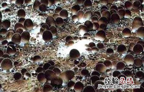 草菇死菇的原因有哪些 草菇死菇的原因