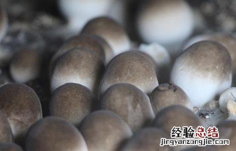 草菇的种植最佳方法 草菇种植注意事项