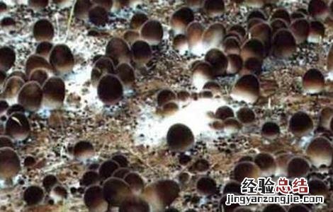 草菇的种植最佳方法 草菇种植注意事项