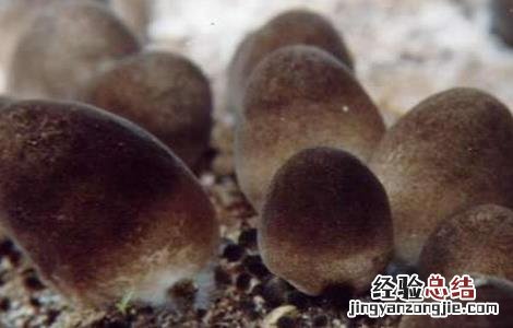 草菇的种植最佳方法 草菇种植注意事项