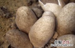 草菇的种植最佳方法 草菇种植注意事项