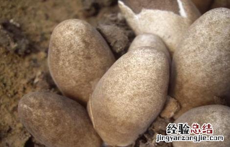 草菇的种植最佳方法 草菇种植注意事项