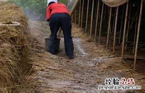 草菇不出菇的原因及解决方法 蘑菇不出菇的原因