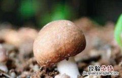 草菇不出菇的原因及解决方法 蘑菇不出菇的原因