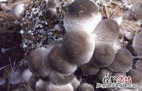 草菇不出菇的原因及解决方法 蘑菇不出菇的原因