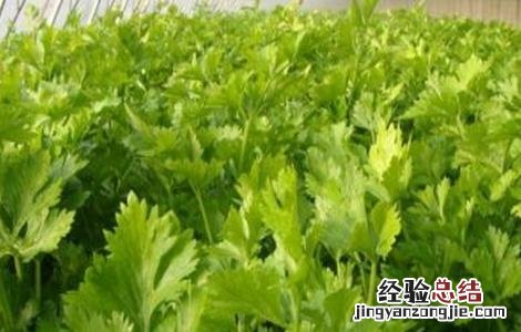 芹菜苗种管理要点是什么 芹菜苗种管理要点